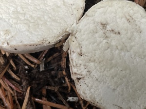  ( - HAY-F-006526)  @11 [ ] by-nc (2023) Damon Tighe Fungal Diversity Survey