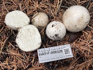  ( - HAY-F-006526)  @11 [ ] by-nc (2023) Damon Tighe Fungal Diversity Survey