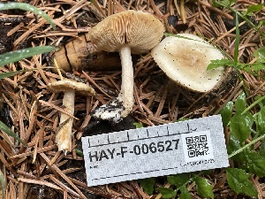  ( - HAY-F-006527)  @11 [ ] by-nc (2023) Damon Tighe Fungal Diversity Survey