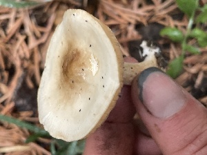  ( - HAY-F-006527)  @11 [ ] by-nc (2023) Damon Tighe Fungal Diversity Survey