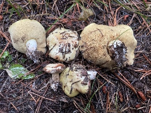  ( - HAY-F-006529)  @11 [ ] by-nc (2023) Damon Tighe Fungal Diversity Survey