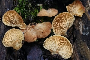  ( - HAY-F-004736)  @11 [ ] by-nc (2023) Taye Bright Fungal Diversity Survey