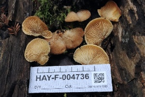  ( - HAY-F-004736)  @11 [ ] by-nc (2023) Taye Bright Fungal Diversity Survey