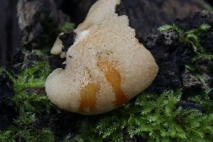  ( - HAY-F-004736)  @11 [ ] by-nc (2023) Taye Bright Fungal Diversity Survey