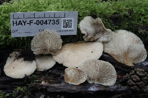  ( - HAY-F-004735)  @11 [ ] by-nc (2023) Taye Bright Fungal Diversity Survey