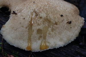  ( - HAY-F-004735)  @11 [ ] by-nc (2023) Taye Bright Fungal Diversity Survey