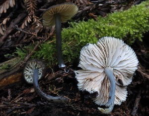  (Entoloma sp. CA07 - HAY-F-004737)  @11 [ ] by-nc (2023) Taye Bright Fungal Diversity Survey