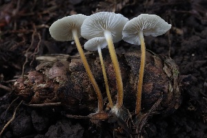  ( - HAY-F-004742)  @11 [ ] by-nc (2023) Taye Bright Fungal Diversity Survey