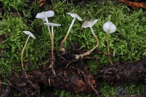  ( - HAY-F-004742)  @11 [ ] by-nc (2023) Taye Bright Fungal Diversity Survey