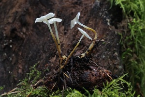  ( - HAY-F-004742)  @11 [ ] by-nc (2023) Taye Bright Fungal Diversity Survey