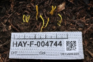  (Clavulinopsis sp. CA07 - HAY-F-004744)  @11 [ ] by-nc (2023) Taye Bright Fungal Diversity Survey