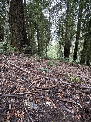  ( - HAY-F-004746)  @11 [ ] by-nc (2023) Taye Bright Fungal Diversity Survey