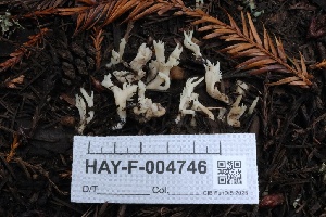  ( - HAY-F-004746)  @11 [ ] by-nc (2023) Taye Bright Fungal Diversity Survey