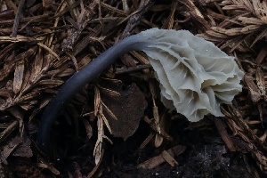  ( - HAY-F-004747)  @11 [ ] by-nc (2023) Taye Bright Fungal Diversity Survey