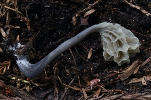  ( - HAY-F-004747)  @11 [ ] by-nc (2023) Taye Bright Fungal Diversity Survey