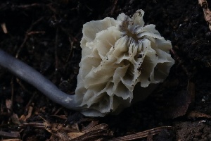  ( - HAY-F-004747)  @11 [ ] by-nc (2023) Taye Bright Fungal Diversity Survey