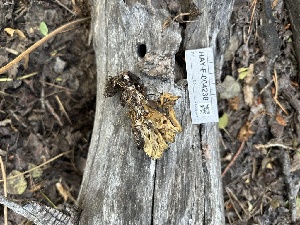  ( - HAY-F-004238)  @11 [ ] by-nc (2023) Jaren Hockert Fungal Diversity Survey