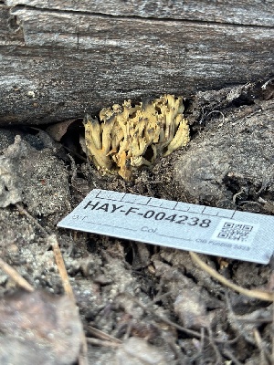  (Phaeoclavulina sp. PNW03 - HAY-F-004238)  @11 [ ] by-nc (2023) Jaren Hockert Fungal Diversity Survey