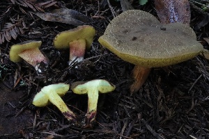  ( - HAY-F-004752)  @11 [ ] by-nc (2023) Taye Bright Fungal Diversity Survey