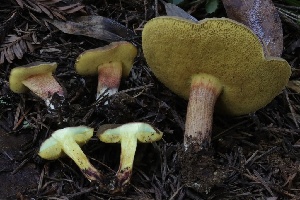  ( - HAY-F-004752)  @11 [ ] by-nc (2023) Taye Bright Fungal Diversity Survey