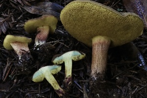  ( - HAY-F-004752)  @11 [ ] by-nc (2023) Taye Bright Fungal Diversity Survey