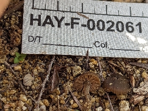  (Entoloma sp. CA64 - HAY-F-002061)  @11 [ ] by-nc (2023) Stu Pickell Fungal Diversity Survey