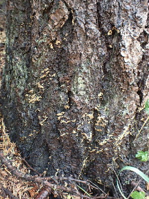  ( - HAY-F-003391)  @11 [ ] by-nc (2023) Sadie Hickey Fungal Diversity Survey
