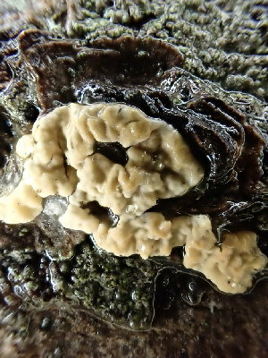  ( - HAY-F-003391)  @11 [ ] by-nc (2023) Sadie Hickey Fungal Diversity Survey