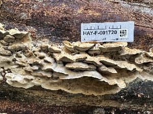 ( - HAY-F-001720)  @11 [ ] by-nc (2023) Bat Vardeh Fungal Diversity Survey