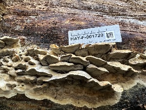  ( - HAY-F-001720)  @11 [ ] by-nc (2023) Bat Vardeh Fungal Diversity Survey