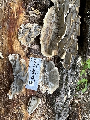  ( - HAY-F-001720)  @11 [ ] by-nc (2023) Bat Vardeh Fungal Diversity Survey