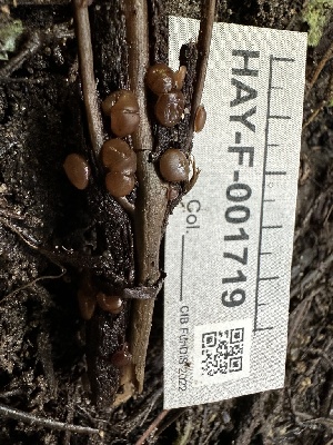  (Adelphella - HAY-F-001719)  @11 [ ] by-nc (2023) Bat Vardeh Fungal Diversity Survey