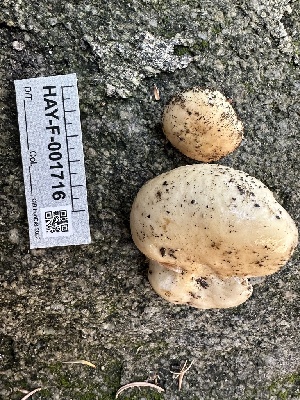  ( - HAY-F-001716)  @11 [ ] by-nc (2023) Bat Vardeh Fungal Diversity Survey