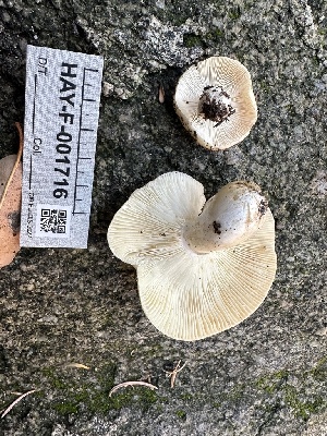  ( - HAY-F-001716)  @11 [ ] by-nc (2023) Bat Vardeh Fungal Diversity Survey
