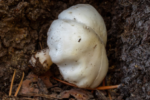  ( - HAY-F-004817)  @11 [ ] by-nc (2023) Dean Lyons Fungal Diversity Survey