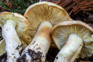  ( - HAY-F-004815)  @11 [ ] by-nc (2023) Dean Lyons Fungal Diversity Survey