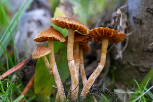  ( - HAY-F-004812)  @11 [ ] by-nc (2023) Dean Lyons Fungal Diversity Survey