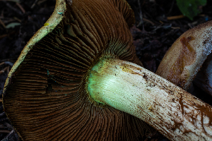  ( - HAY-F-004803)  @11 [ ] by-nc (2023) Dean Lyons Fungal Diversity Survey