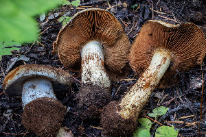  (Calonarius largentii - HAY-F-004803)  @11 [ ] by-nc (2023) Dean Lyons Fungal Diversity Survey