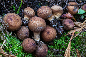  ( - HAY-F-004790)  @11 [ ] by-nc (2023) Dean Lyons Fungal Diversity Survey