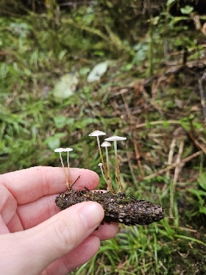  (Strobilurus occidentalis - HAY-F-006342)  @11 [ ] by (2023) Mandy Hackney Fungal Diversity Survey