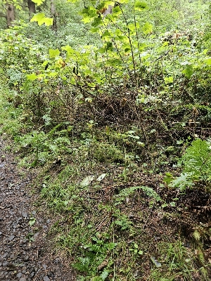  ( - HAY-F-006342)  @11 [ ] by (2023) Mandy Hackney Fungal Diversity Survey
