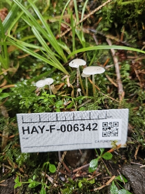  ( - HAY-F-006342)  @11 [ ] by (2023) Mandy Hackney Fungal Diversity Survey