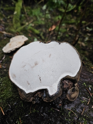  ( - HAY-F-006366)  @11 [ ] by (2023) Mandy Hackney Fungal Diversity Survey