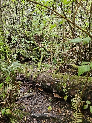  ( - HAY-F-006366)  @11 [ ] by (2023) Mandy Hackney Fungal Diversity Survey