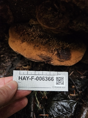  (Ganoderma applanatum - HAY-F-006366)  @11 [ ] by (2023) Mandy Hackney Fungal Diversity Survey