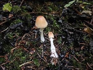  ( - HAY-F-006343)  @11 [ ] by (2023) Mandy Hackney Fungal Diversity Survey