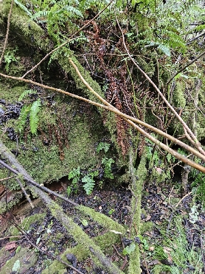  ( - HAY-F-006343)  @11 [ ] by (2023) Mandy Hackney Fungal Diversity Survey