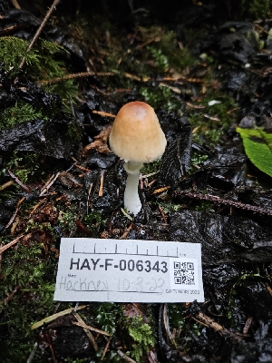  ( - HAY-F-006343)  @11 [ ] by (2023) Mandy Hackney Fungal Diversity Survey