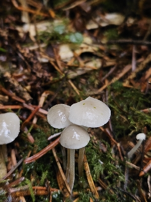  ( - HAY-F-006345)  @11 [ ] by (2023) Mandy Hackney Fungal Diversity Survey